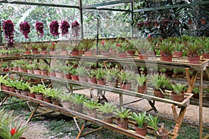 View of various plantation of cactus or cacti in the greenhouse