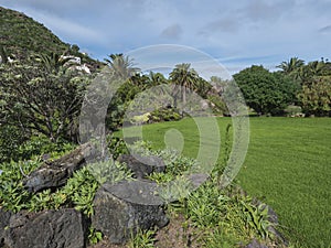 view of various plants and lush green grass at botanical garden, Jardin Botanico Canario Viera y Clavijo, Tafira, Gran