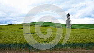 View of vast agricultural fields for wheat production