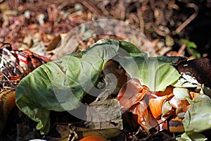 Vegetable parings and scraps on a compost heap.