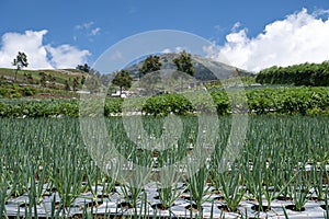 View of vegetable plantation in the mountains of Temanggung, Central Java, Indonesia