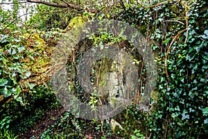 View of a vegetation zone photo