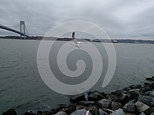 View of Verrazano Narrows Bridge in the USA