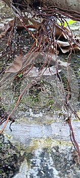 view of the very dense banyan tree roots?