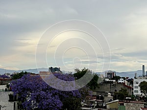 View of a very leafy jacaranda tree full of flowers, at the beginning of spring