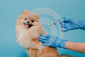 View of veterinarian in latex gloves making vaccination for pomeranian spitz dog isolated on blue
