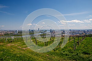 A view of vienna from the nussdorf vineyards