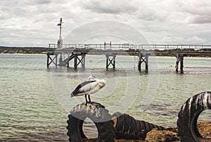 The view view of Emu Bay with a pelican and historic jetty during cast cloudy sky on Kangaroo Island in Australia.