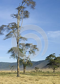 View of the view Ngorongoro Crater, tanzania