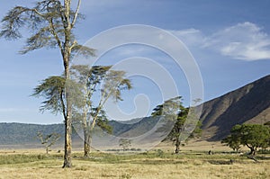 View of the view Ngorongoro Crater, tanzania