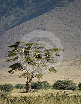 View of the view Ngorongoro Crater, tanzania