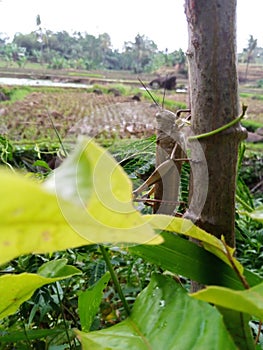 view the view of peman in the fields in the afternoon grasshoppers in the afternoon