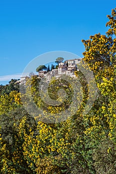 View of the village Bormes-les-Mimosas. Mimosa trees in bloom in the foreground.