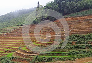 View of village CatCat with rice terraces