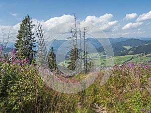 View on village Liptovska Luzna with pink blooming flowers at foothills of Low Tatras mountains with mountains. Slovakia