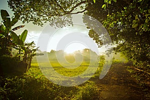 View of village with paddy field in Indonesia