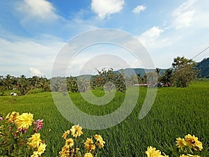 The view of the village white rice fields