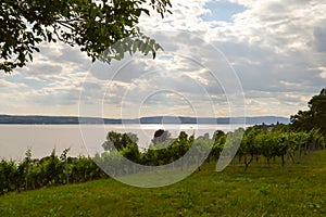 View of vine plants in Uhldingen