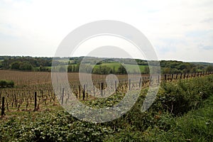 View of vines in Sussex countryside