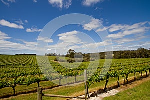 View of a vineyard