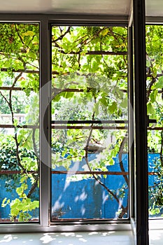 View of vineyard on backyard through home window