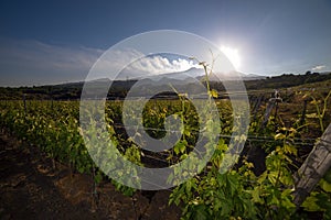 View of a vineyard with Etna volcano in the background