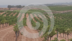 View of a vineyard field in Catalonia where you can see the rows of vines along the field