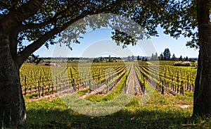 A view of vineyard in first bloom.