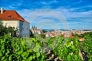 View from a vineyard on hill overlooking Prague with the Hradcany Castle and St. Vitus