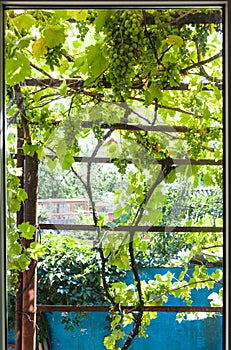 View of vineyard through home window in cottage