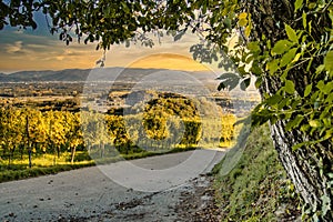 View of a vineyard in Kaiserstuhl, Germany during sunset