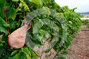 View of a vineyard with leather handmade wineskin in the foreground in Tenerife,Canary Islands,Spain. photo