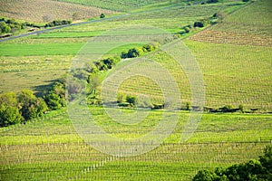 View of a vineyard in the Palava region of South Moravia