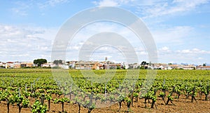 View of a vineyard in Penedes