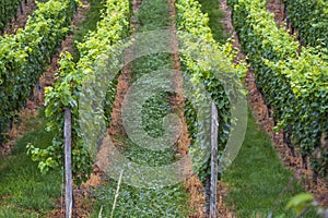 View into a vineyard in the Rheingau