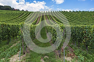 View into a vineyard in the Rheingau