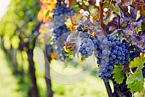 View into the vineyard row of ripe hanging blue grapes