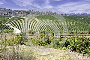 View of a vineyard with rows of vines against a sky with clouds