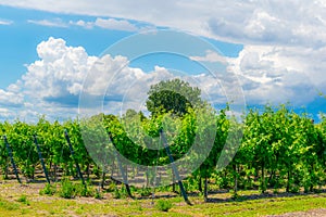 view of a vineyard situated next to neusiedlersee in Austria....IMAGE