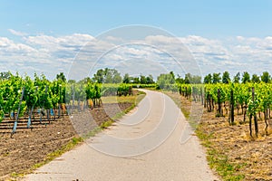 view of a vineyard situated next to neusiedlersee in Austria....IMAGE