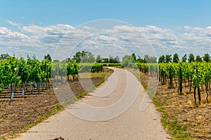 view of a vineyard situated next to neusiedlersee in Austria....IMAGE