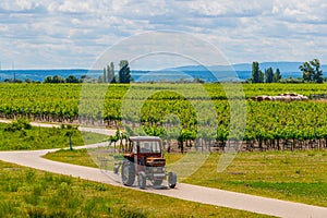 view of a vineyard situated next to neusiedlersee in Austria....IMAGE