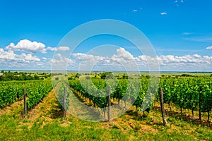 view of a vineyard situated next to neusiedlersee in Austria....IMAGE