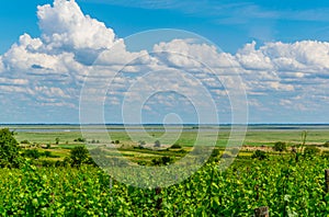 view of a vineyard situated next to neusiedlersee in Austria....IMAGE