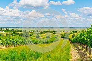 view of a vineyard situated next to neusiedlersee in Austria....IMAGE