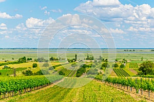 view of a vineyard situated next to neusiedlersee in Austria....IMAGE