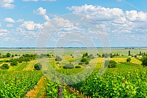 view of a vineyard situated next to neusiedlersee in Austria....IMAGE