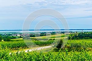 view of a vineyard situated next to neusiedlersee in Austria....IMAGE