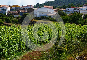 View of a vineyard in the south of Tenerife,Canary Islands,Spain.Grape wineland in Vilaflor mountain village.