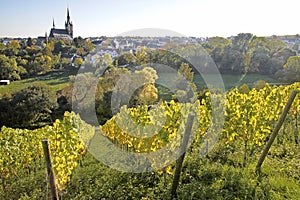 View from the vineyard to Kiedrich